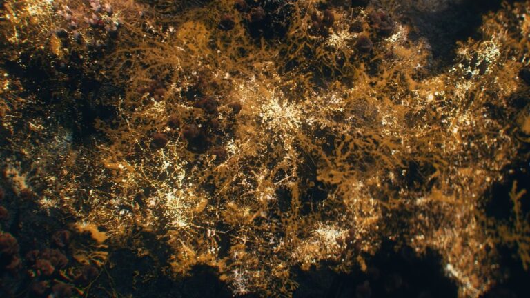 Cordyceps fungus network spreading underground in The Last of Us, highlighting the series' unique biological horror and visual storytelling.